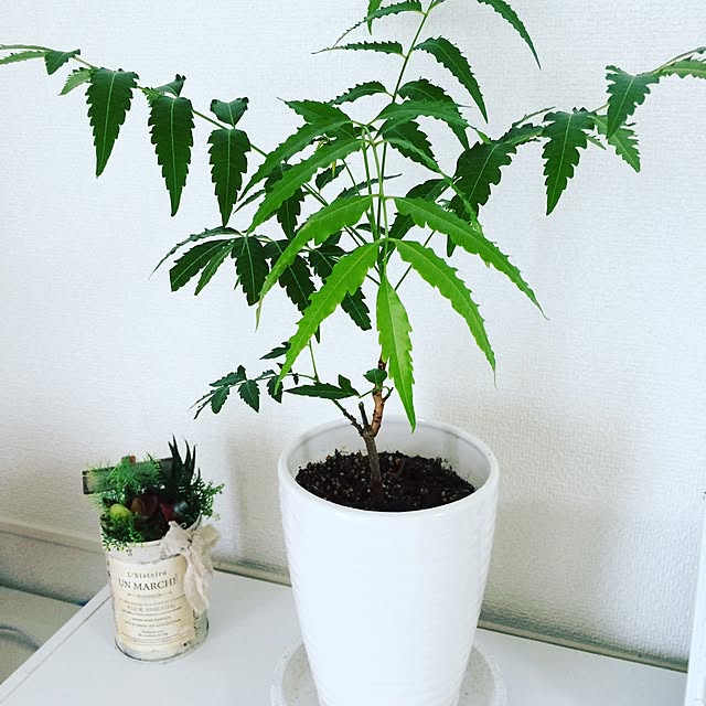 yukaripusoさんの実例写真