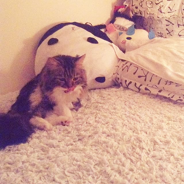 andooooowさんの実例写真