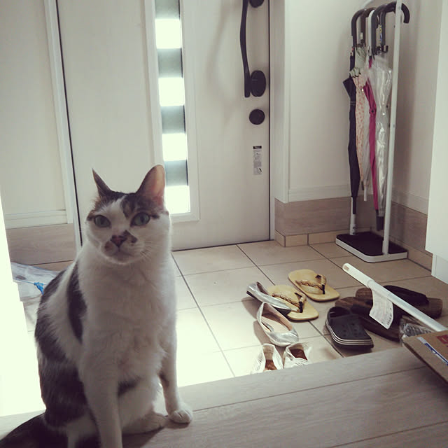 Sakasanさんの実例写真