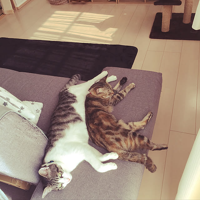 nomu2さんの実例写真
