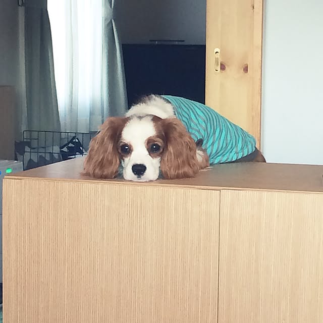 77さんの実例写真