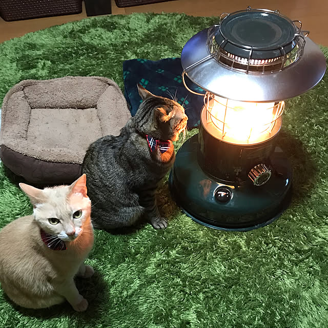 mikan161さんの実例写真