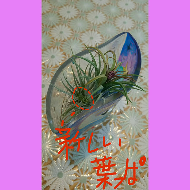 Kokiさんの実例写真