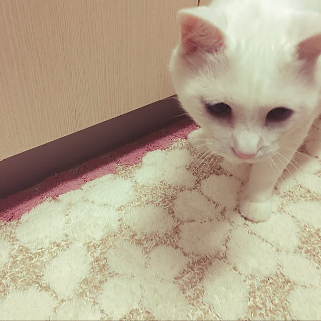 tekokaasanさんの実例写真