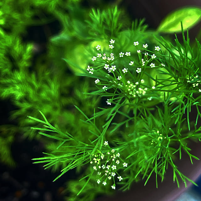 Ohigeさんの実例写真