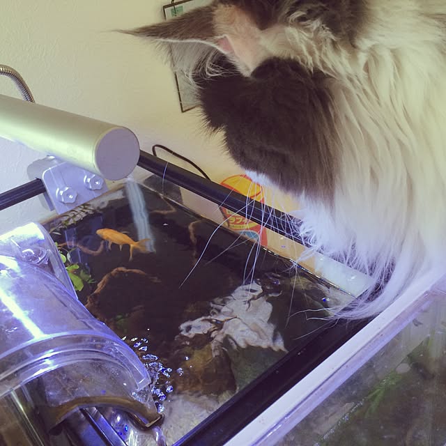 yucky_rioさんの実例写真