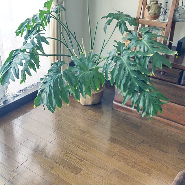 naguさんの実例写真