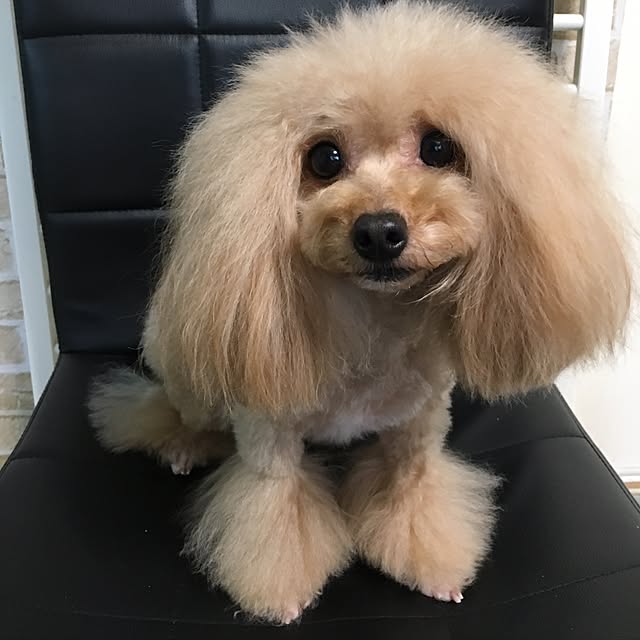 pinさんの実例写真