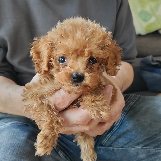 chokocreamさんの実例写真