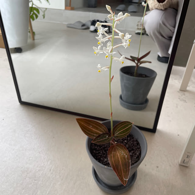 momonoさんの部屋