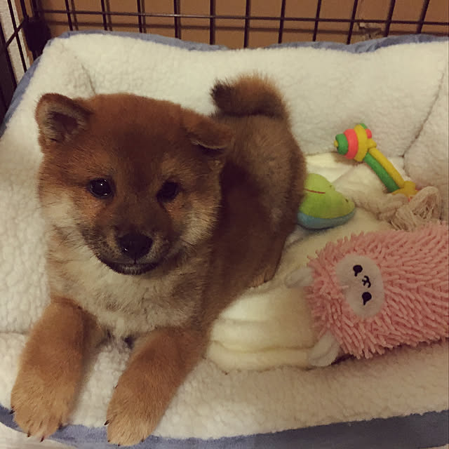 tanyuumoさんの実例写真