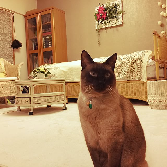 dodoさんの実例写真