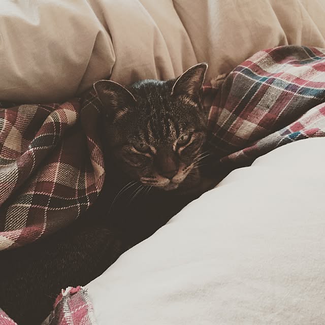 beansさんの実例写真