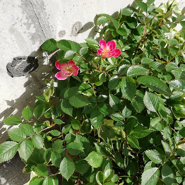 kazuさんの部屋