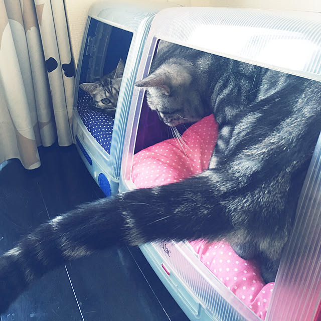 猫ベッド/猫/一人暮らし/モノトーン/DIY...などのインテリア実例 - 2019-08-04 17:34:31