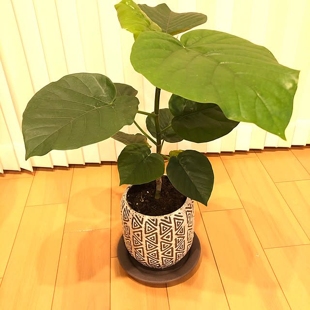 t.k.mさんの実例写真