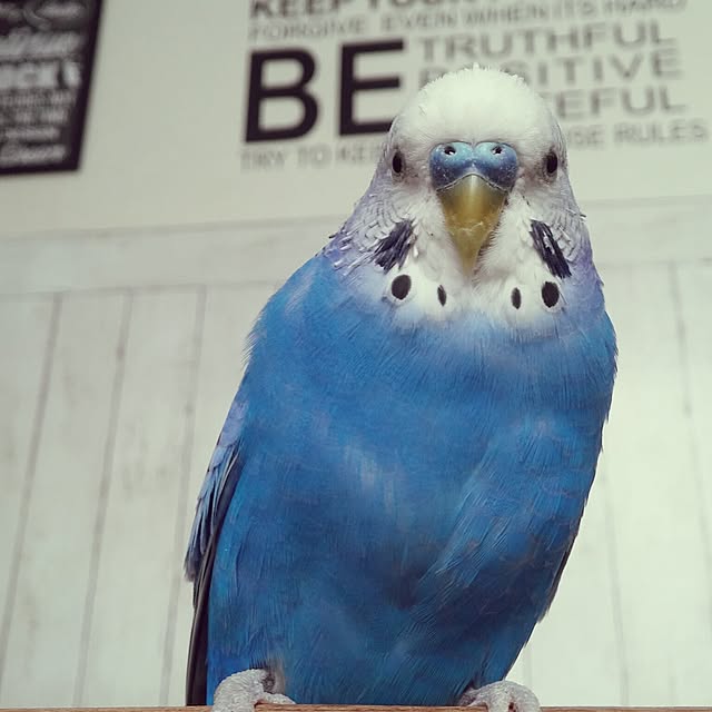 opiopiopiさんの実例写真
