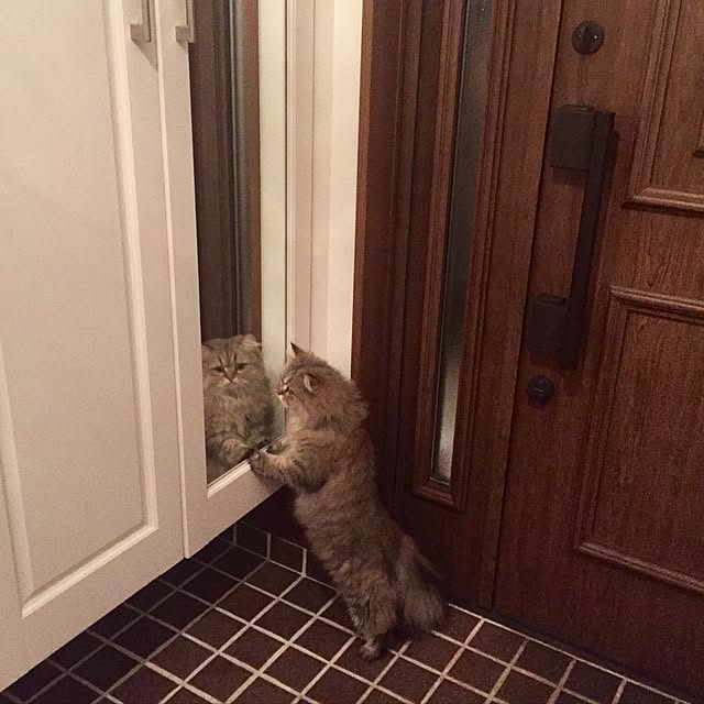 butachanさんの実例写真