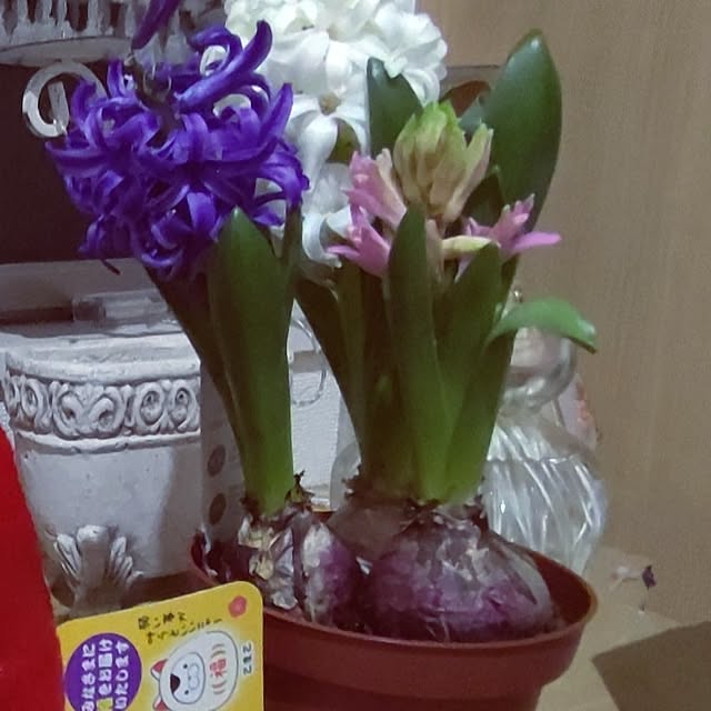 Bienvenueさんの部屋