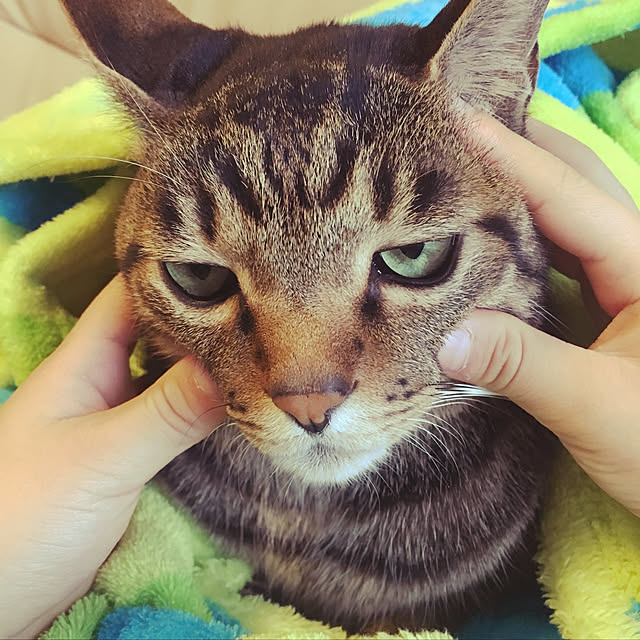 shigimiさんの実例写真