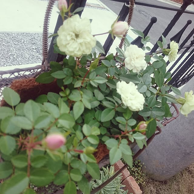 whitebirdさんの実例写真