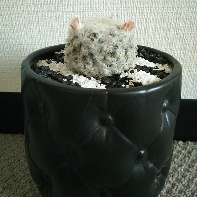 ...t_m_eee...さんの実例写真