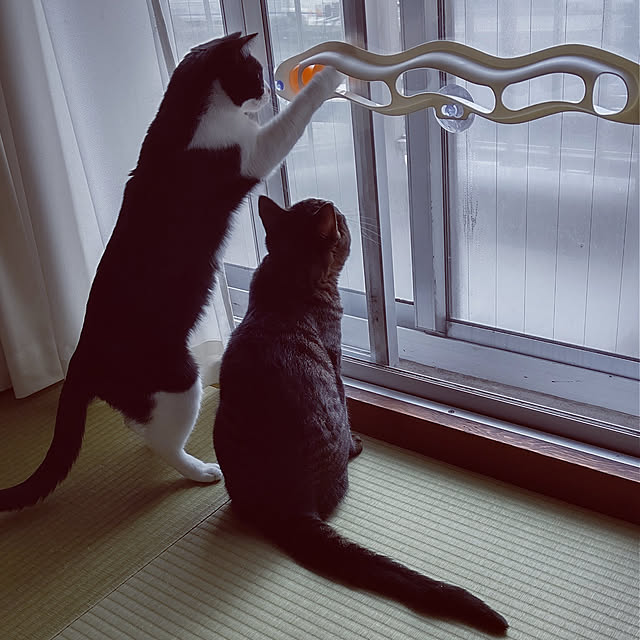 hihaさんの実例写真