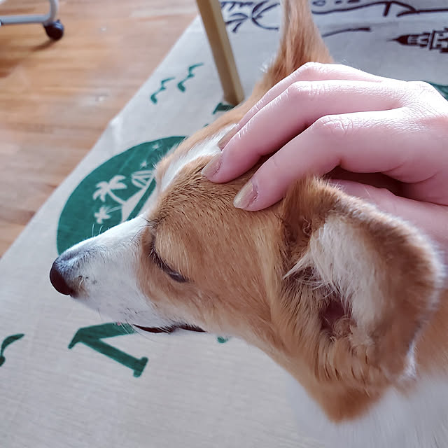 akimameさんの実例写真