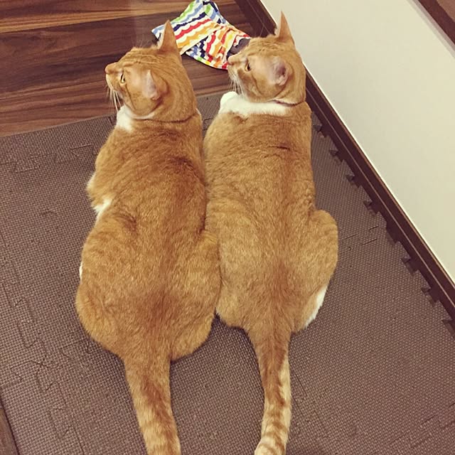 Shuichiさんの実例写真
