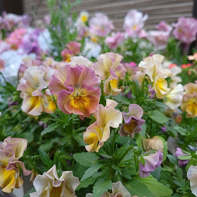 mimi828さんの部屋