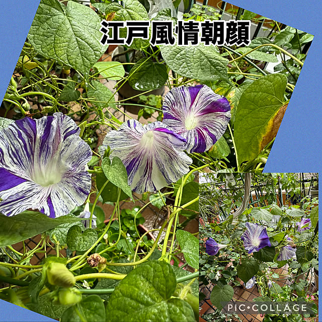 Aqettyさんの部屋
