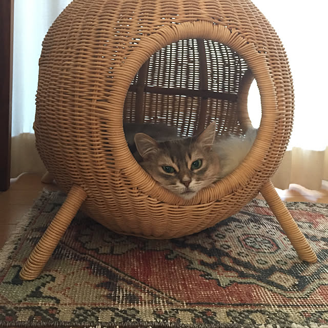 shihoさんの実例写真