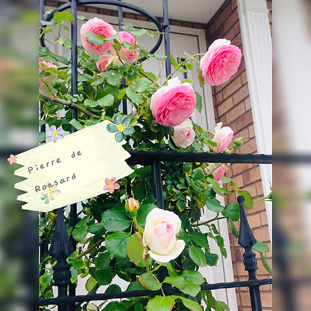 waterlilies_1224さんの実例写真