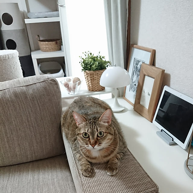 maikyさんの実例写真
