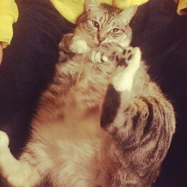 annさんの実例写真