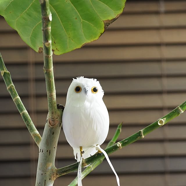 maronさんの実例写真