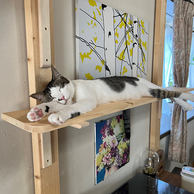 壁/天井/猫と暮らす家のインテリア実例 - 2024-08-03 07:00:04
