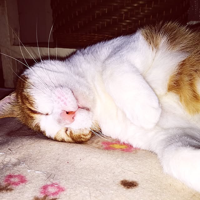 lifeさんの実例写真