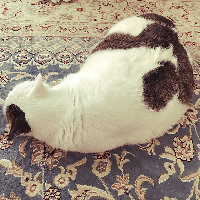 coedodecoさんの実例写真