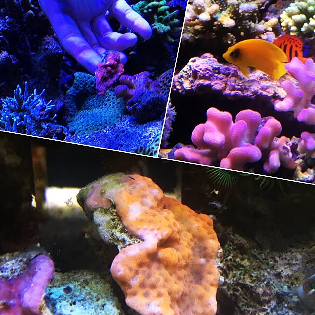 aquarium_seaさんの実例写真