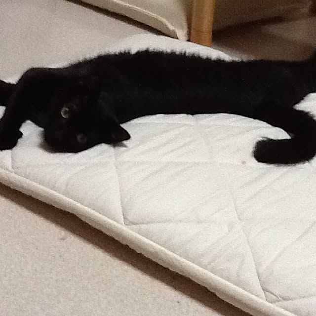 chadoさんの実例写真