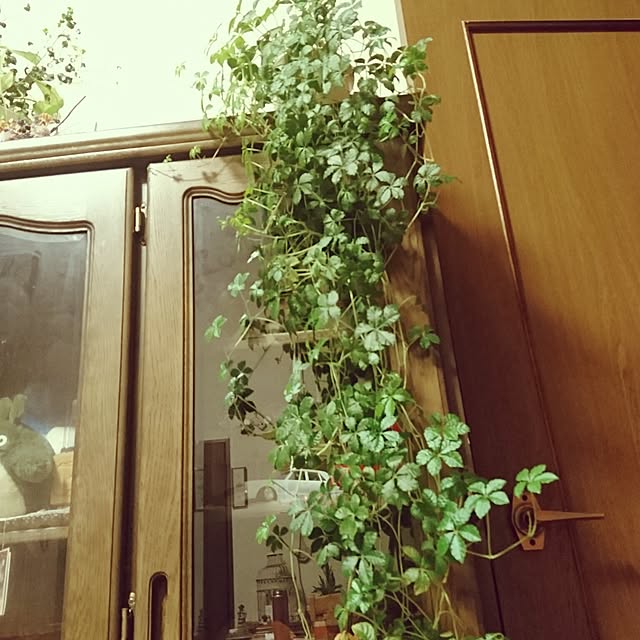 Tomokoさんの実例写真