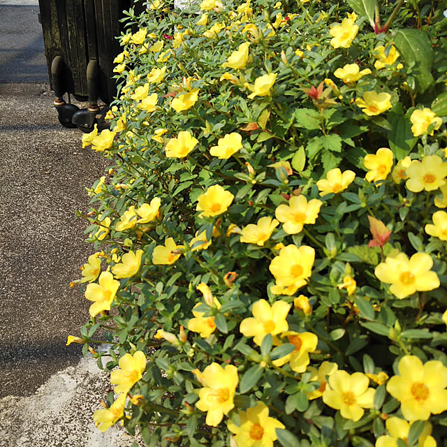 sa.yさんの実例写真