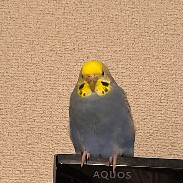 Atsukoさんの部屋