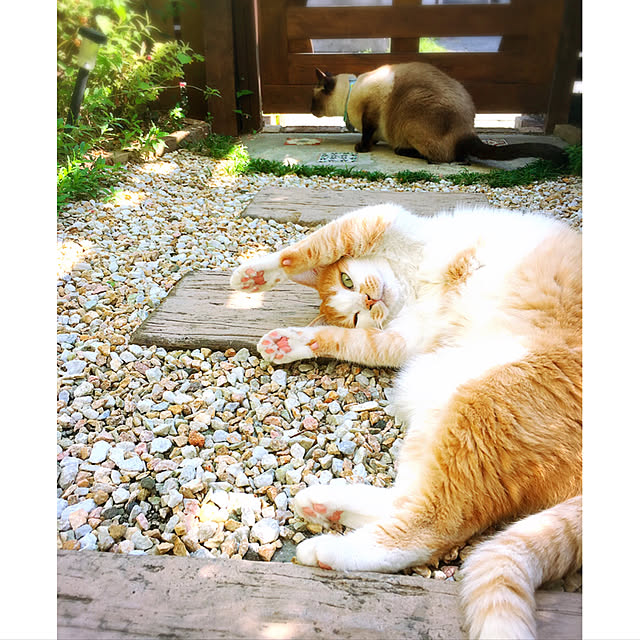 mintcatさんの実例写真