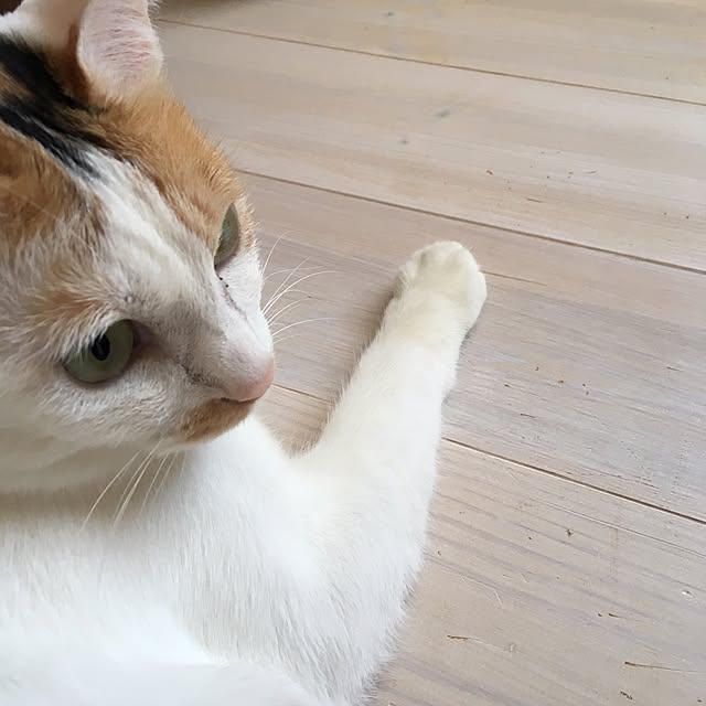 kajiさんの実例写真