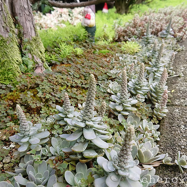 chero.さんの実例写真