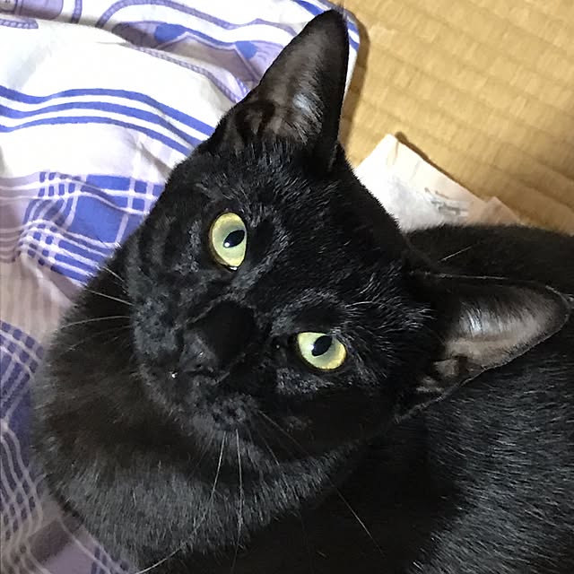 kumiさんの実例写真