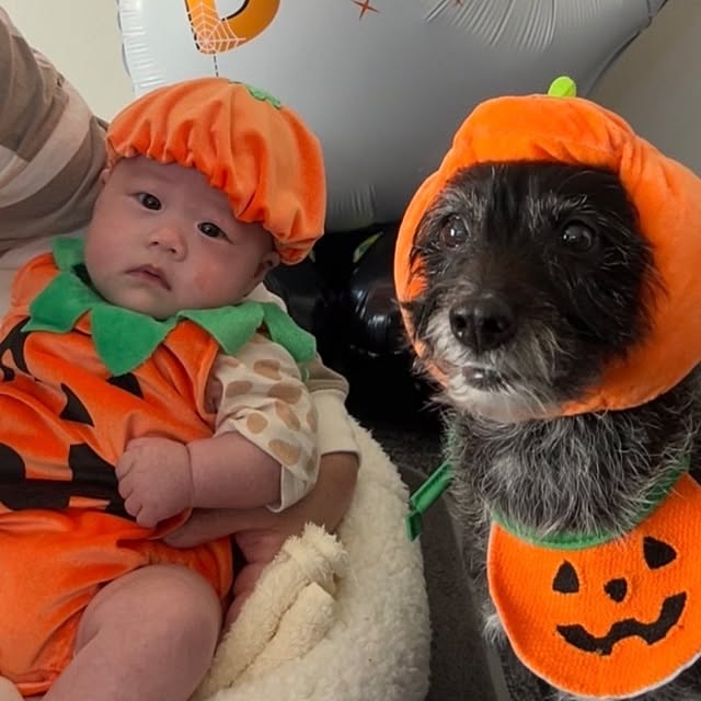 壁/天井/ハロウィン/愛犬＆初孫のインテリア実例 - 2024-10-21 07:57:34