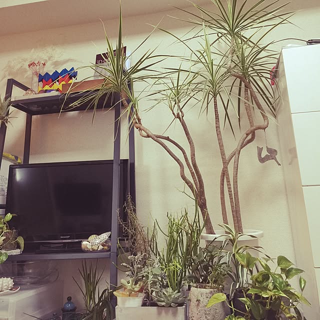 popopさんの実例写真